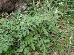 Parthenium hysterophorus image