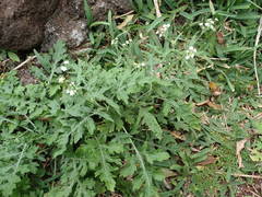 Parthenium hysterophorus image