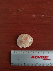 Crucibulum scutellatum
