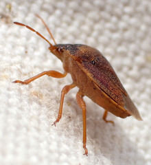 Dendrocoris contaminatus