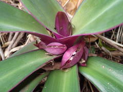 Tradescantia spathacea image