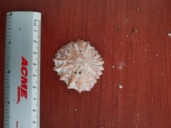 Crucibulum scutellatum