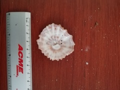 Crucibulum scutellatum