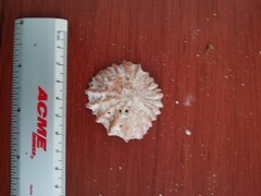 Crucibulum scutellatum