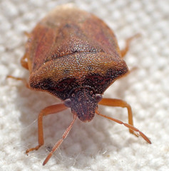 Dendrocoris contaminatus
