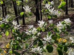 Amelanchier cusickii