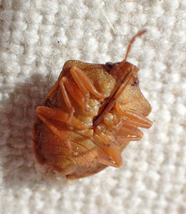 Dendrocoris contaminatus