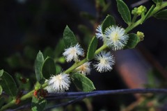 Acacia hispidula