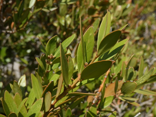 Buxus balearica, photograph 2