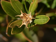 Buxus balearica, photograph (c) Yves Bas, some rights reserved (CC BY)