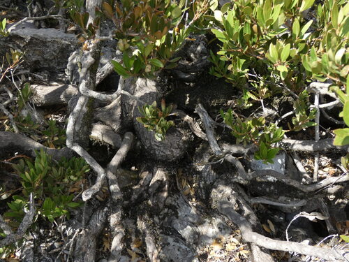 Buxus balearica