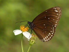 Euploea core godartii