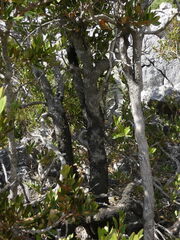 Buxus balearica, photograph (c) Yves Bas, some rights reserved (CC BY)
