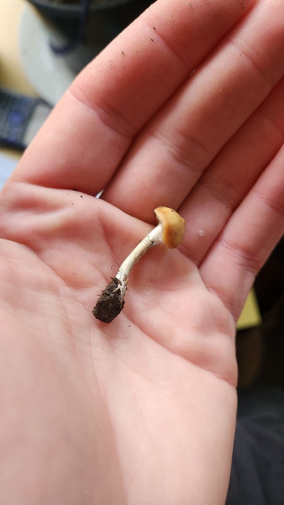 Psilocybe subaeruginosa · May 2026 · photo: © squidney8 (iNaturalist, cc0)