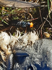 Creophilus erythrocephalus