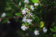 Acacia hispidula