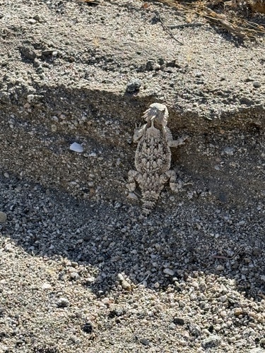 iNaturalist observation photo of Desert Horned Lizard