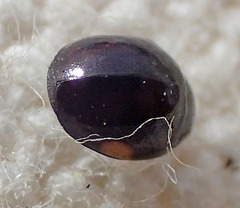 Hyperaspis pleuralis