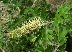 Grevillea willisii