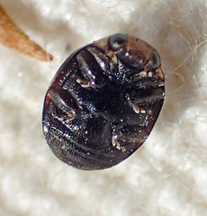 Hyperaspis pleuralis
