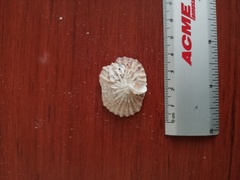 Crucibulum scutellatum