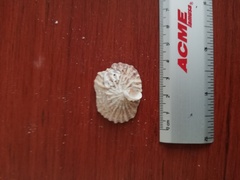 Crucibulum scutellatum