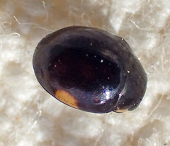 Hyperaspis pleuralis