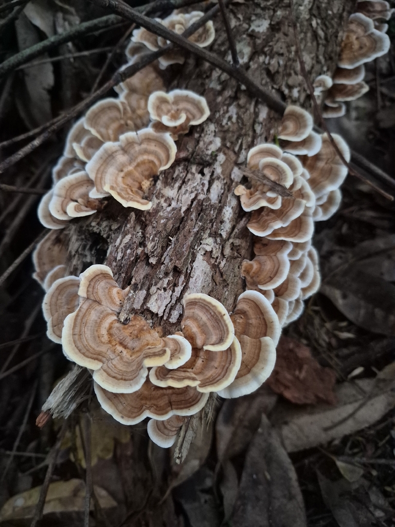 Trametes versicolor · May 2026 · photo: © prosperosity (iNaturalist, cc-by)