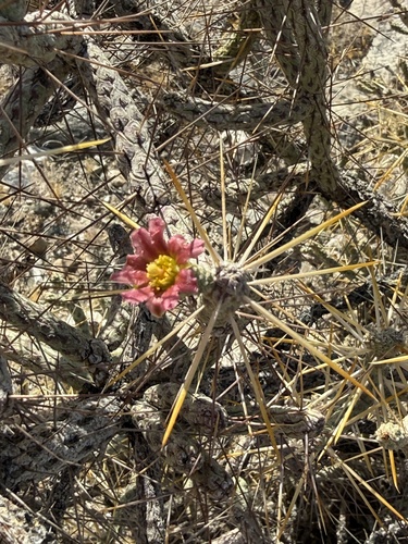 iNaturalist observation photo of Branched Pencil Cholla