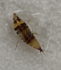 Hyphydrus elegans