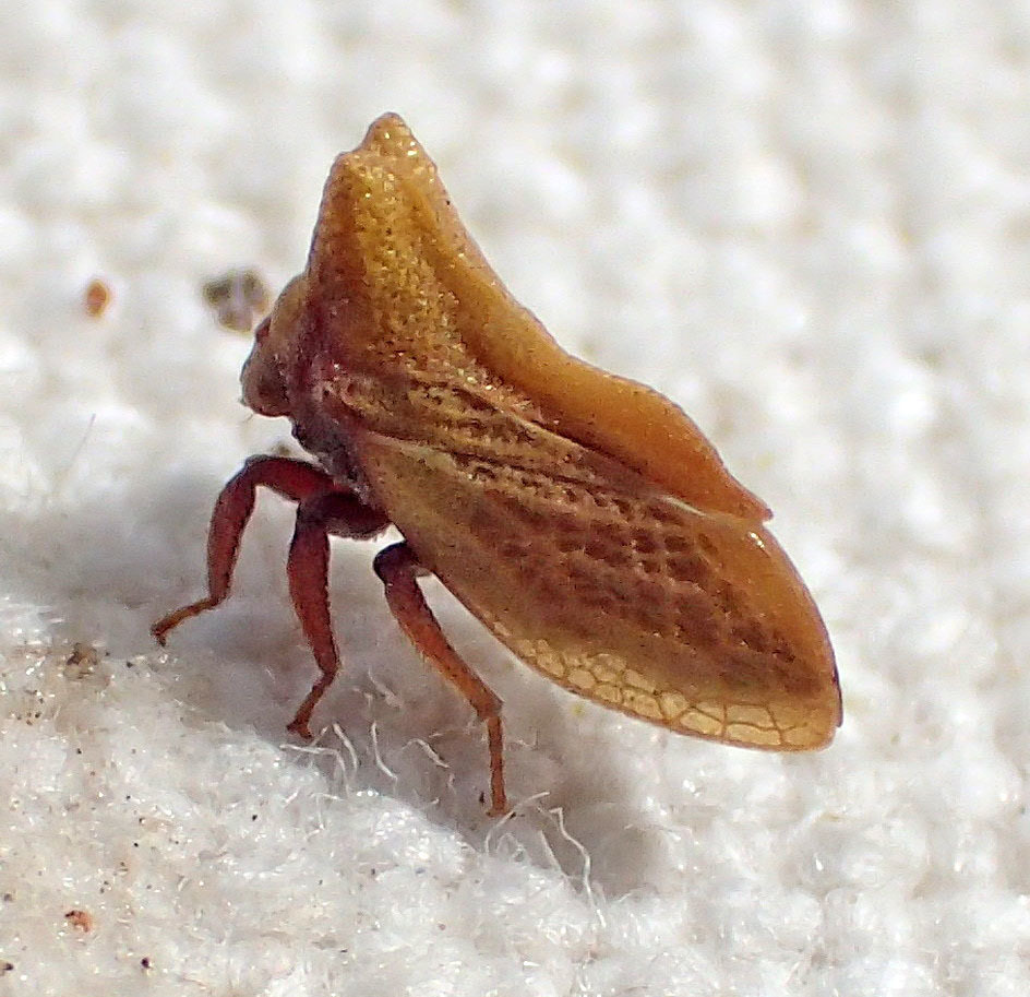 Multareoides