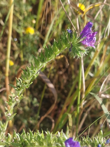 purple viper's-bugloss