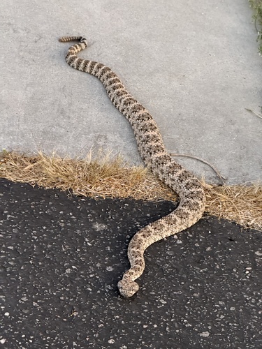 iNaturalist observation photo of Southwestern Speckled Rattlesnake