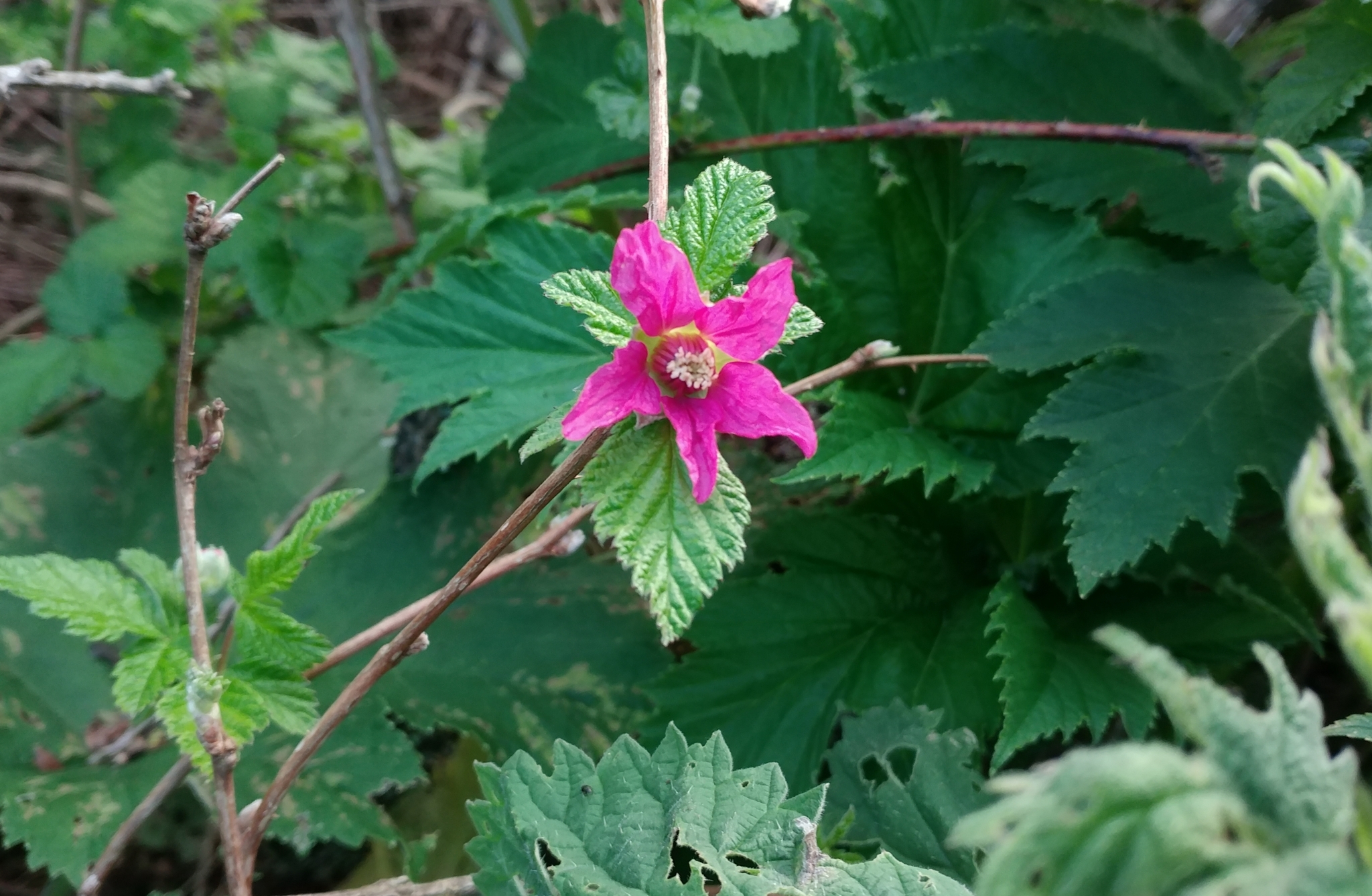 Rubus spectabilis