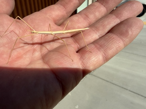 iNaturalist observation photo of Western Short-horned Walkingstick