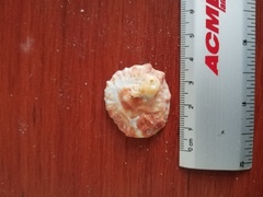 Crucibulum scutellatum