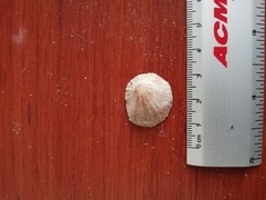 Crucibulum scutellatum