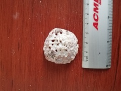 Crepipatella lingulata