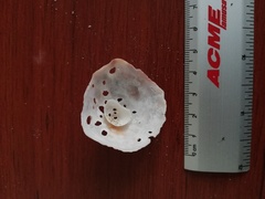 Crepipatella lingulata