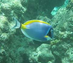 Acanthurus leucosternon