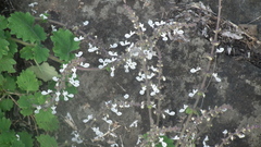 Coleus grandidentatus