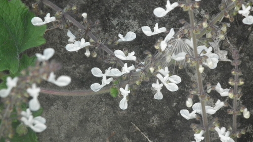 Coleus grandidentatus, photograph 3