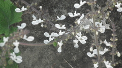 Coleus grandidentatus