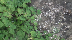 Coleus grandidentatus