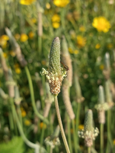 ribwort plantain