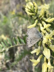 Astragalus trichopodus antisellii