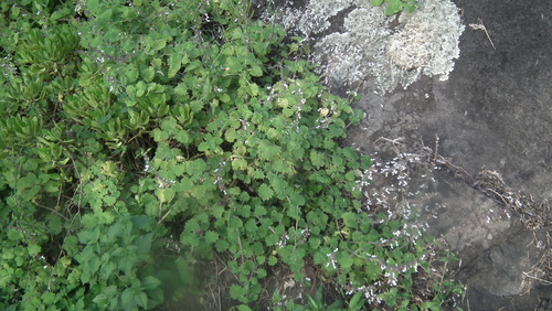 Coleus grandidentatus, photograph 5