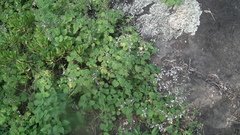 Coleus grandidentatus