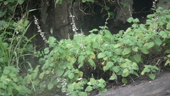 Coleus grandidentatus