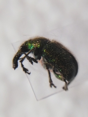 Rhynchitinae
